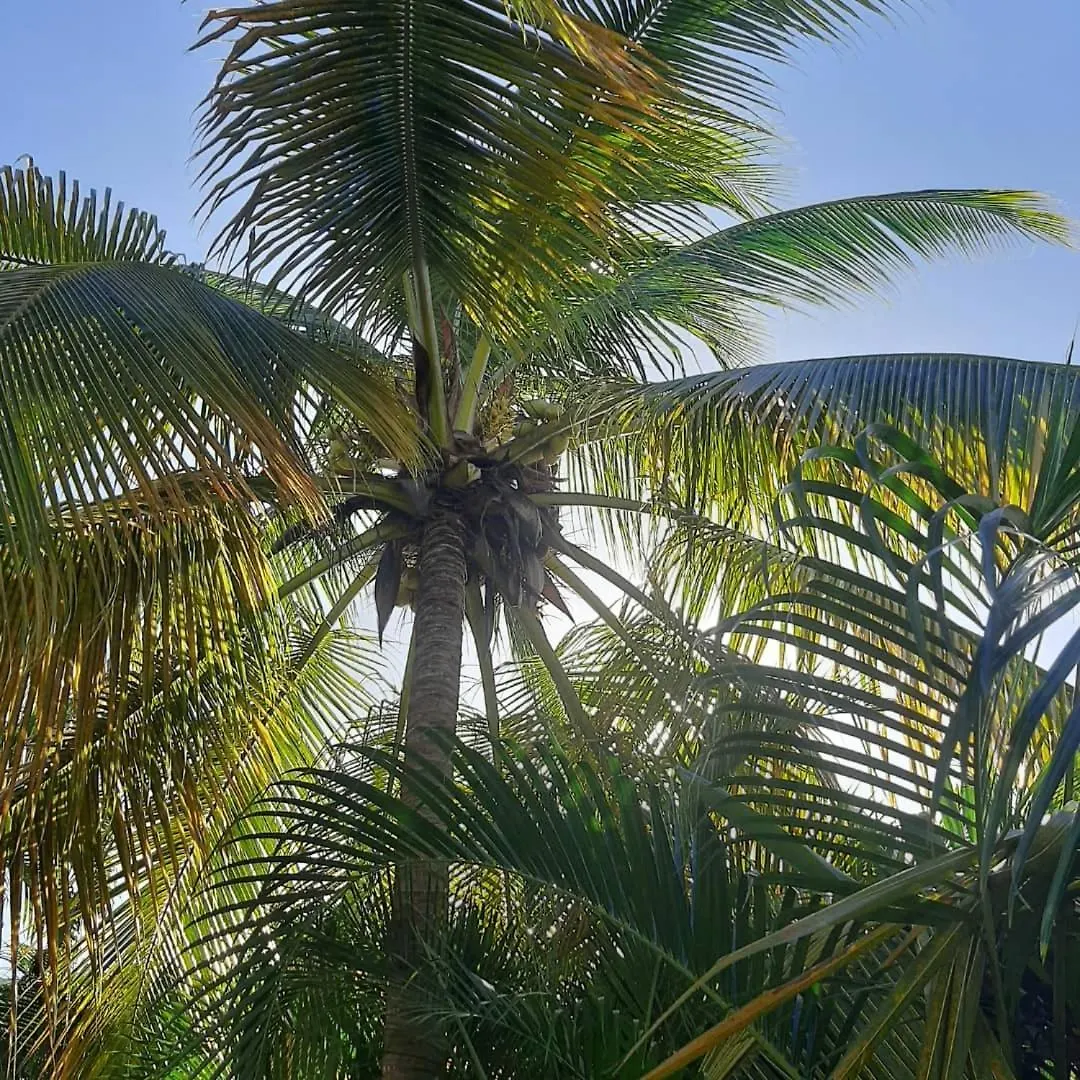 Onelovecottagetobago Holiday Home Scarborough 0*,  Trynidad i Tobago